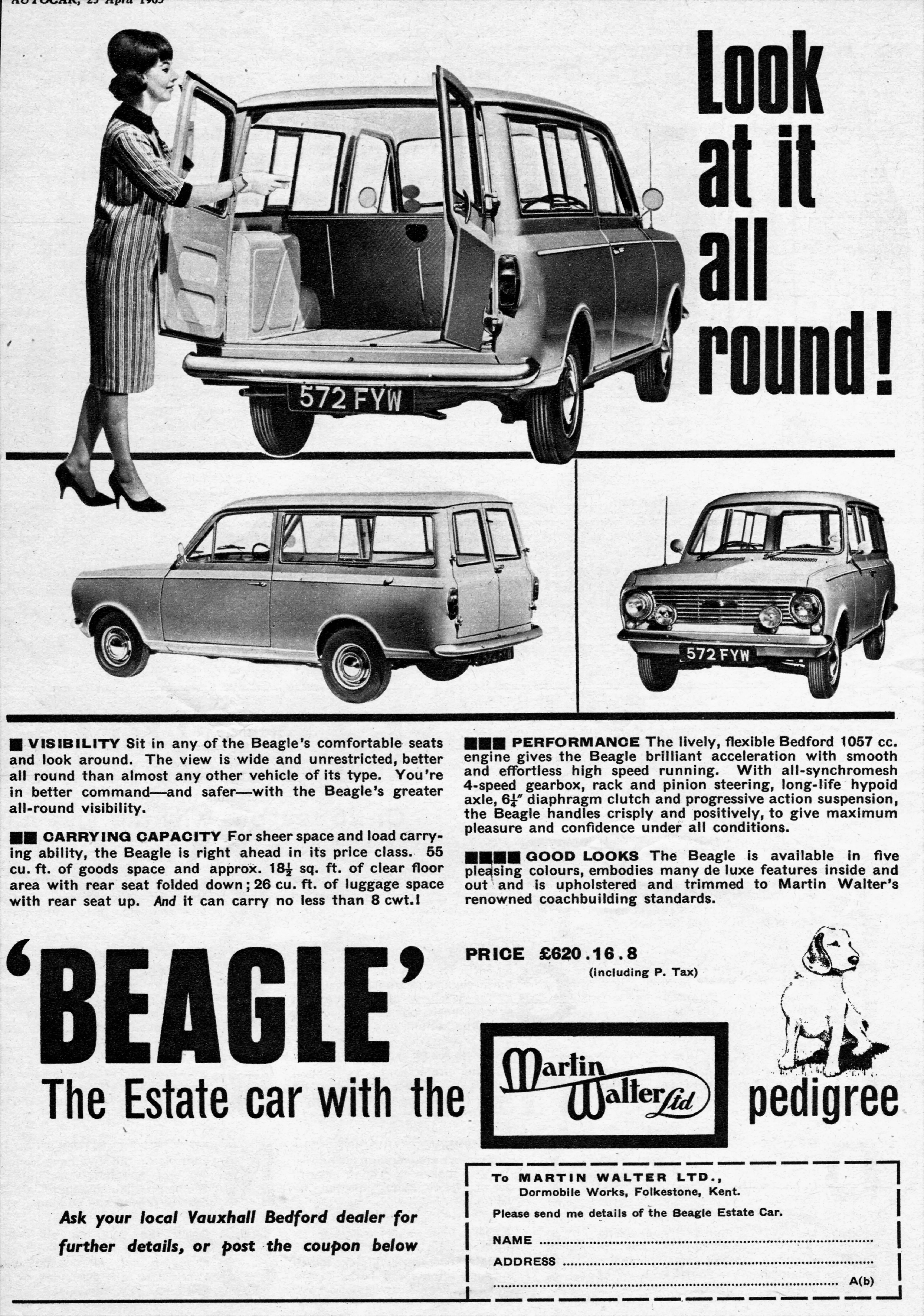 Beagle