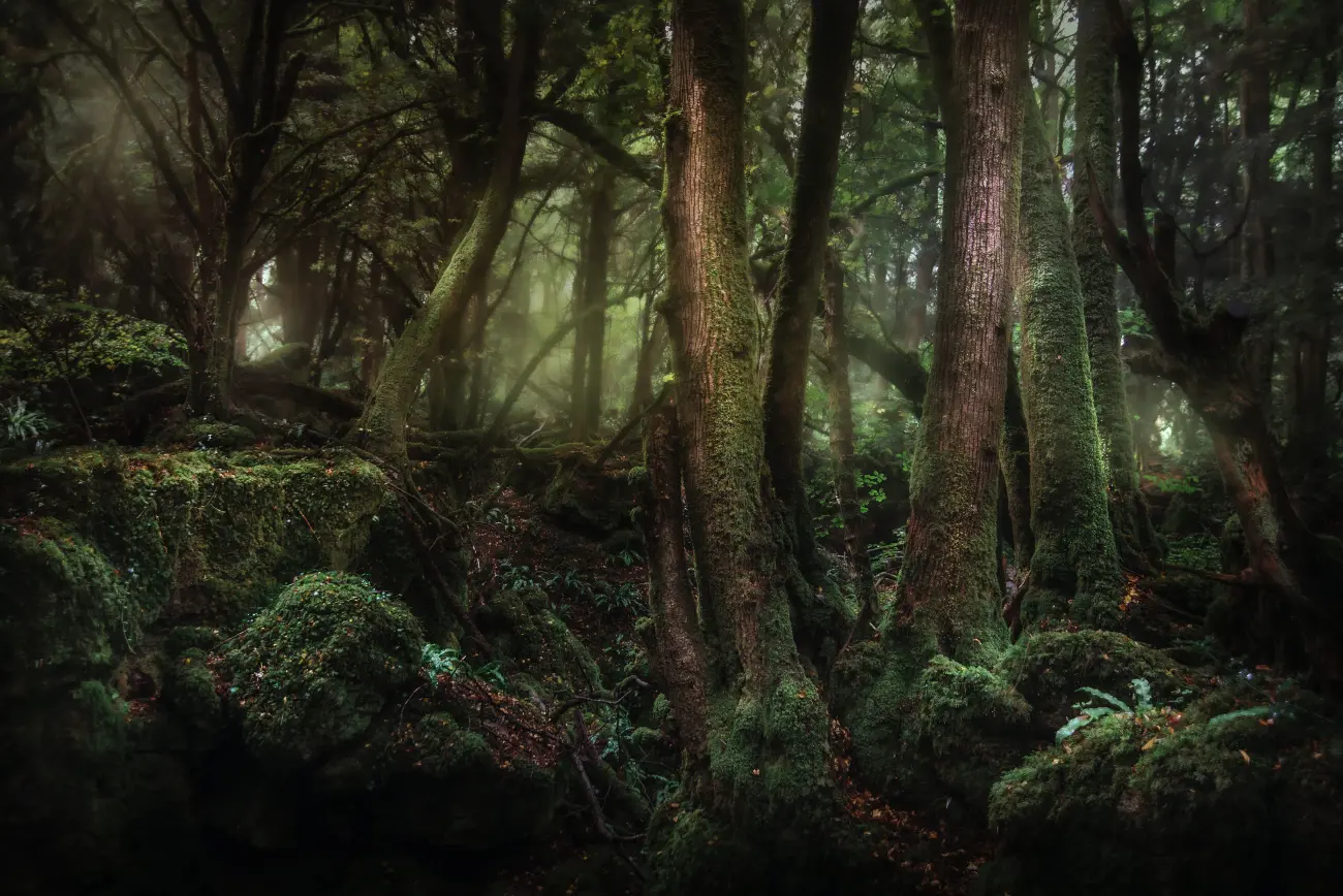 Puzzlewood